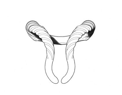 Gazelle Horns Ring II